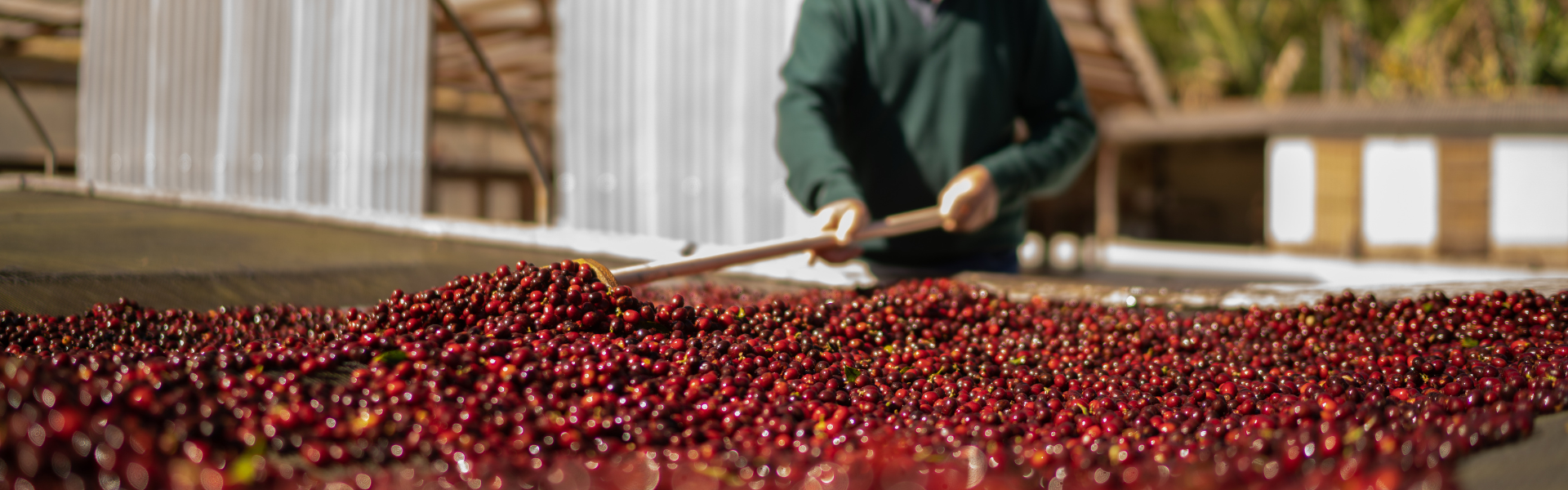 Finca Brasil café de especialidad de la finca a tu taza
