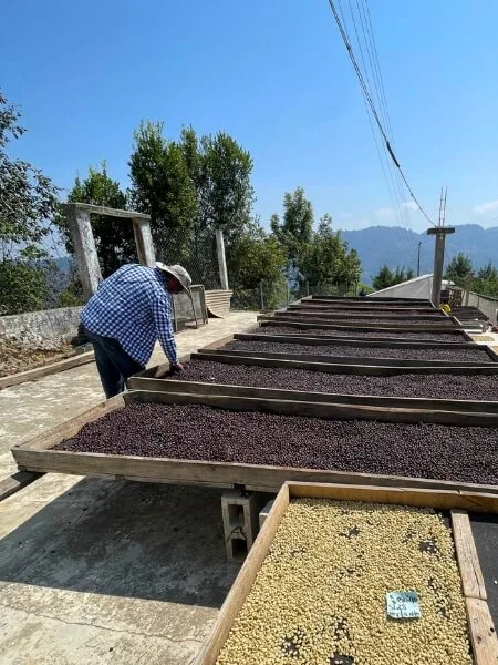 Productor secando café, finca Guatemala