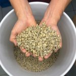 Granos de Café Verde Colombia