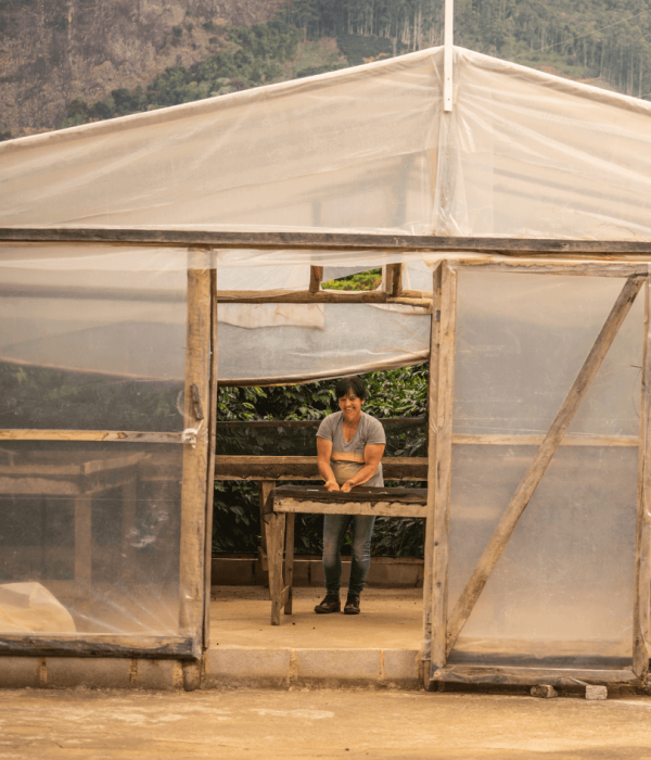 Café Verde de Origen para Tostadores